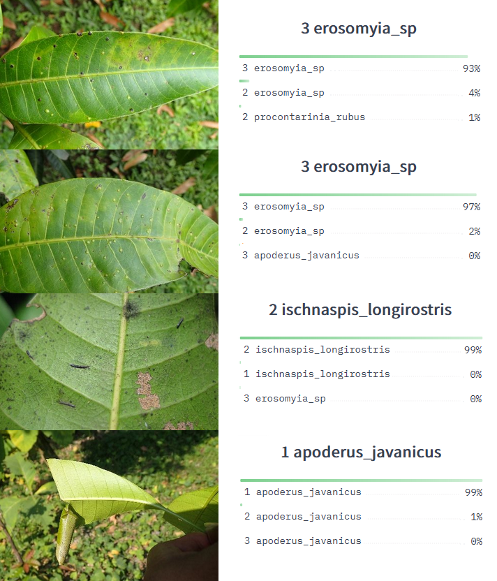 Computer Vision Application for mango plant disease classification in agriculture