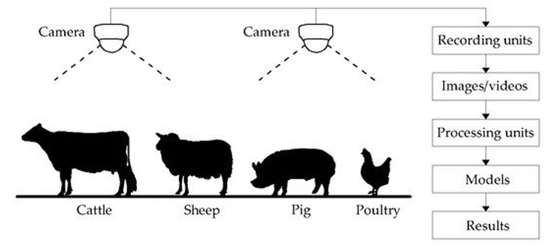 Computer vision in animal farming 