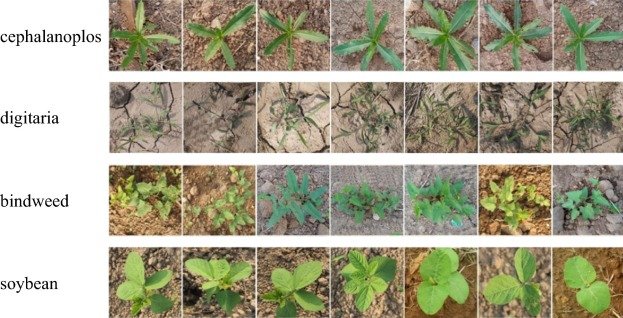 weed detection and identification with computer vision. 